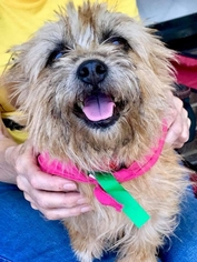 Cairn Terrier Dogs for adoption in Fairfax, VA, USA