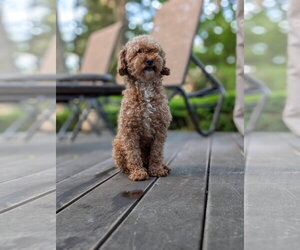 Poodle (Toy) Dogs for adoption in Tenafly, NJ, USA