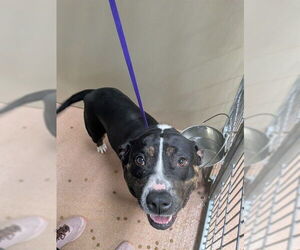American Pit Bull Terrier-Unknown Mix Dogs for adoption in Ogden, UT, USA