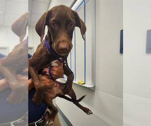 Labrador Retriever Dogs for adoption in Baytown, TX, USA