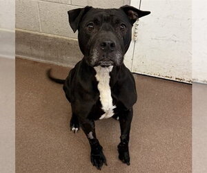 American Pit Bull Terrier Dogs for adoption in Aurora, IL, USA
