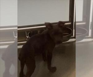 American Pit Bull Terrier Dogs for adoption in Plano, TX, USA