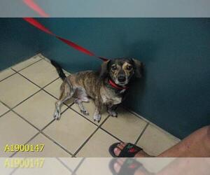 Dachshund Dogs for adoption in West Palm Beach, FL, USA