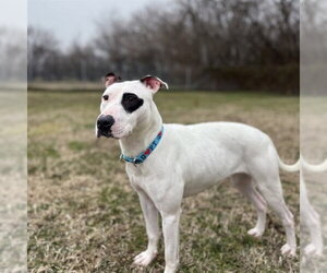 American Pit Bull Terrier-Unknown Mix Dogs for adoption in Easton, MD, USA