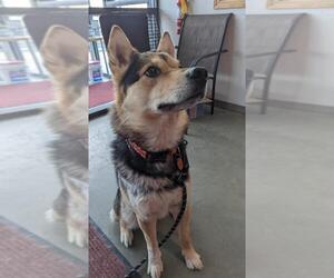 Australian Shepherd-Siberian Husky-German Shepherd Dog Mix Dogs for adoption in Monticello, IA, USA