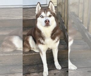 Huskies -Unknown Mix Dogs for adoption in Waseca, MN, USA