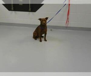 Mutt Dogs for adoption in St. Cloud, FL, USA