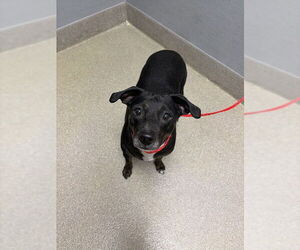 Chihuahua-Unknown Mix Dogs for adoption in Las Vegas, NV, USA