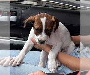 American Staffordshire Terrier Dogs for adoption in Fort Lauderdale, FL, USA