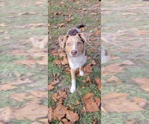 Australian Shepherd Dogs for adoption in Mobile, AL, USA