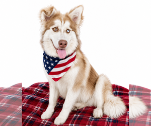 Siberian Husky Dogs for adoption in Mt. Laurel, NJ, USA
