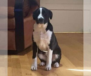 Collie-Labrador Retriever Mix Dogs for adoption in Bristol, CT, USA
