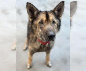 German Shepherd Dog Dogs for adoption in Santa Maria, CA, USA