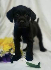 Cocker Spaniel Dogs for adoption in Chicago, IL, USA