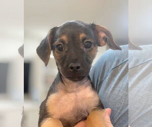 Italian Greyhound-Unknown Mix Dogs for adoption in Oakland Park, FL, USA