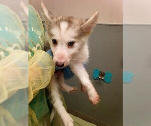 Siberian Husky-Unknown Mix Dogs for adoption in Las Vegas, NV, USA