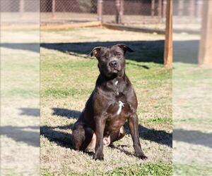 Labrador Retriever-Unknown Mix Dogs for adoption in Grovetown, GA, USA