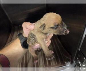 American Staffordshire Terrier-Unknown Mix Dogs for adoption in Houston, TX, USA