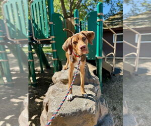 German Shorthaired Pointer-Vizsla Mix Dogs for adoption in Chico, CA, USA