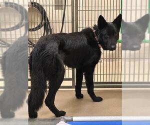 German Shepherd Dog Dogs for adoption in Santa Maria, CA, USA