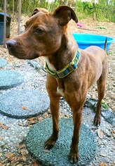 Small American Pit Bull Terrier-Whippet Mix