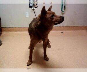 Australian Kelpie-Unknown Mix Dogs for adoption in Martinez, CA, USA