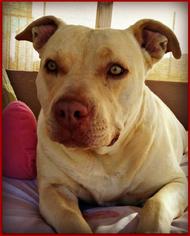American Staffordshire Terrier Dogs for adoption in Queen Creek, AZ, USA