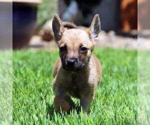 Chihuahua-Unknown Mix Dogs for adoption in San Diego, CA, USA