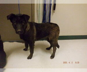 Mutt Dogs for adoption in Oroville, CA, USA