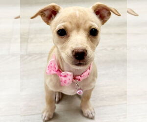 Rat Terrier-Unknown Mix Dogs for adoption in Royal Palm Beach, FL, USA