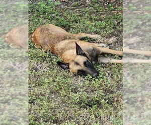 Mutt Dogs for adoption in San Antonio, TX, USA