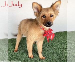 Border Collie-Finnish Spitz Mix Dogs for adoption in San Diego, CA, USA