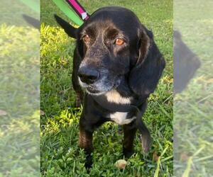 Bocker Dogs for adoption in Fort Lauderdale, FL, USA