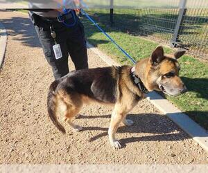 German Shepherd Dog Dogs for adoption in Houston, TX, USA