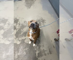 Black Mouth Cur-German Shepherd Dog Mix Dogs for adoption in Tallahassee, FL, USA