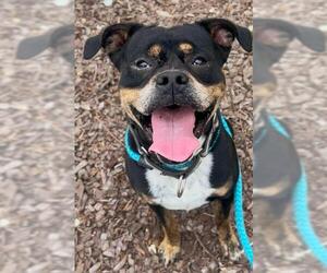 Boxweiler Dogs for adoption in Sacramento, CA, USA
