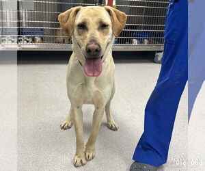 Labrador Retriever-Unknown Mix Dogs for adoption in Washington, DC, USA