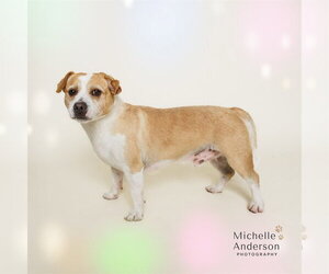 Mutt Dogs for adoption in Corona, CA, USA