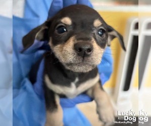 Chihuahua-Unknown Mix Dogs for adoption in Washington, DC, USA