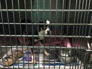 Rat Terrier Dogs for adoption in Louisville, KY, USA