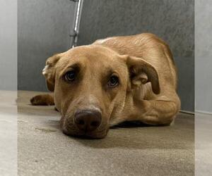 German Shepherd Dog-Unknown Mix Dogs for adoption in HESPERIA, CA, USA