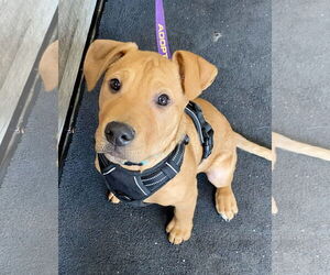 Mutt Dogs for adoption in Farmington, MN, USA