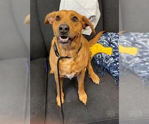 Labrador Retriever-Unknown Mix Dogs for adoption in Peoria, IL, USA