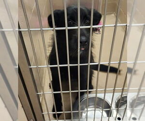 Mutt Dogs for adoption in Decatur, IL, USA