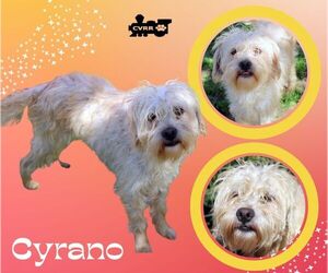 Lhasa Apso-Unknown Mix Dogs for adoption in Lindsay, CA, USA