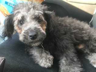 Poodle (Miniature) Dogs for adoption in Sylmar, CA, USA