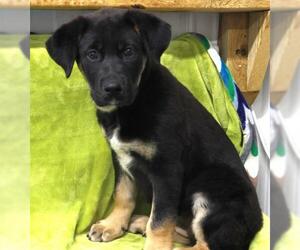 Mastiff-Unknown Mix Dogs for adoption in Thief River Falls, MN, USA