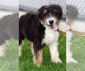 Mutt Dogs for adoption in Evansville, IN, USA