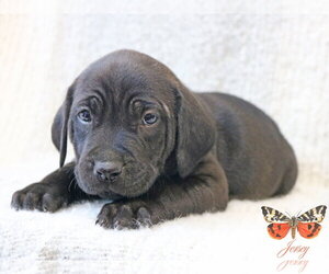Mastiff-Unknown Mix Dogs for adoption in Wakefield, RI, USA