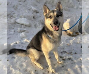 German Shepherd Dog Dogs for adoption in Minneapolis, MN, USA